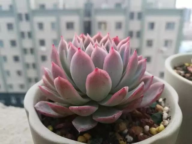 多肉种植营养土 f297b8fdccdf44c197f8b44e320d6358.jpeg