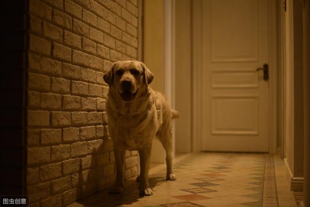 狗狗叫声扰民有什么规定 f4cedb9728a6402d90cc0a4263ef21b2.jpeg