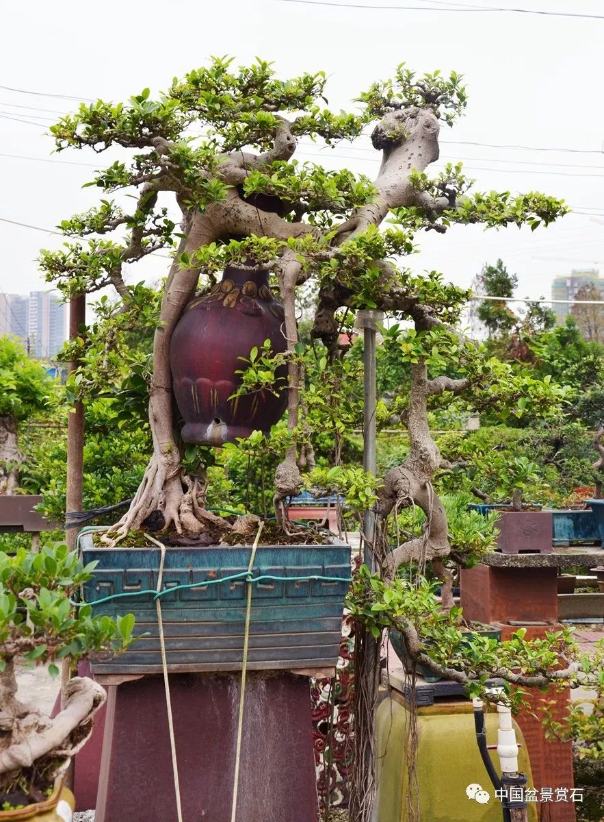 正如当代盆景展场上,怪桩盆景虽然早已不是一个新鲜话题,看似越来越