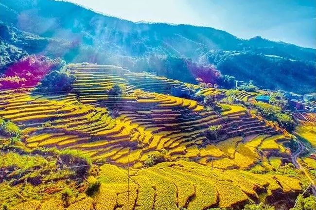 漠阳大地丰收景,"黄金"铺梯田尽收眼底!一起去"踏秋"吧!