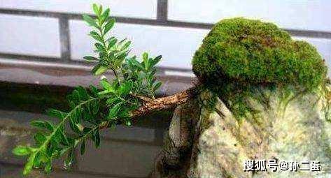 苔藓盆景怎么养 0a10739640e342df916dc43333340621.jpeg