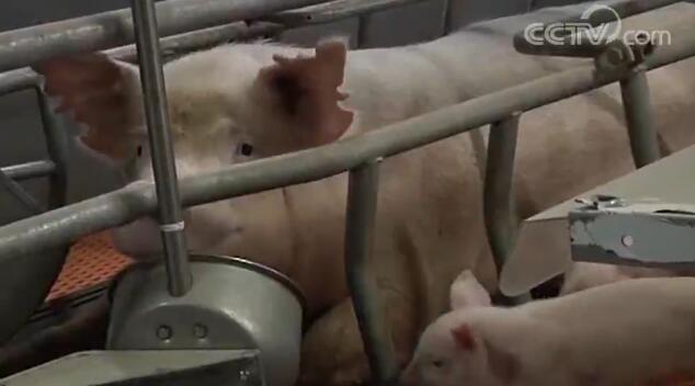 农业农村部：全国生猪生产呈恢复态势