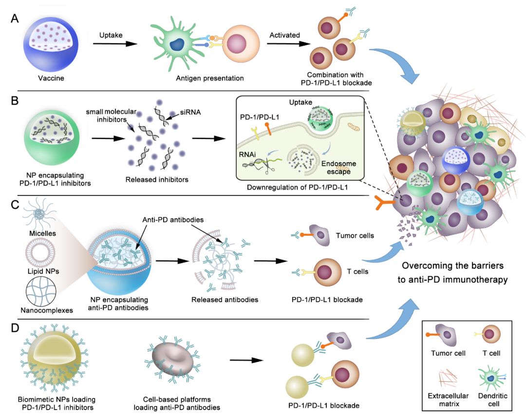 中科院上海药物所李亚平团队nano Today：利用纳米递药系统克服pd 1 Pd L1免疫检查点阻断治疗的屏障 搜狐大视野 搜狐新闻