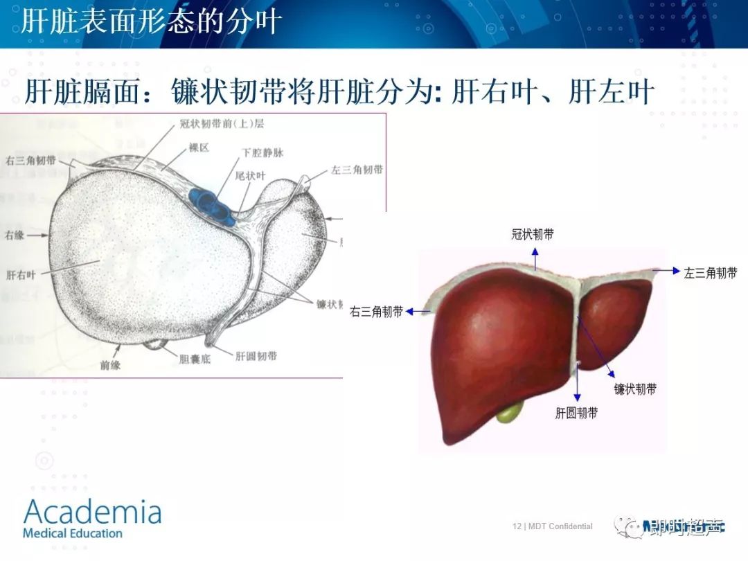 肝脏的概述 肝脏的位置及毗邻 肝脏的功能 肝脏的韧带及表面分叶 肝