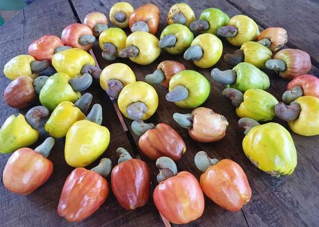 买的腰果为什么没有壳