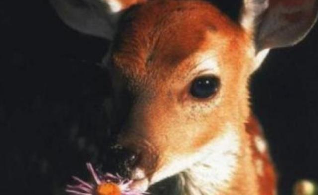 测量你是什么动物 5c60879143b04cfa87d7308dcbeb02bc.jpeg