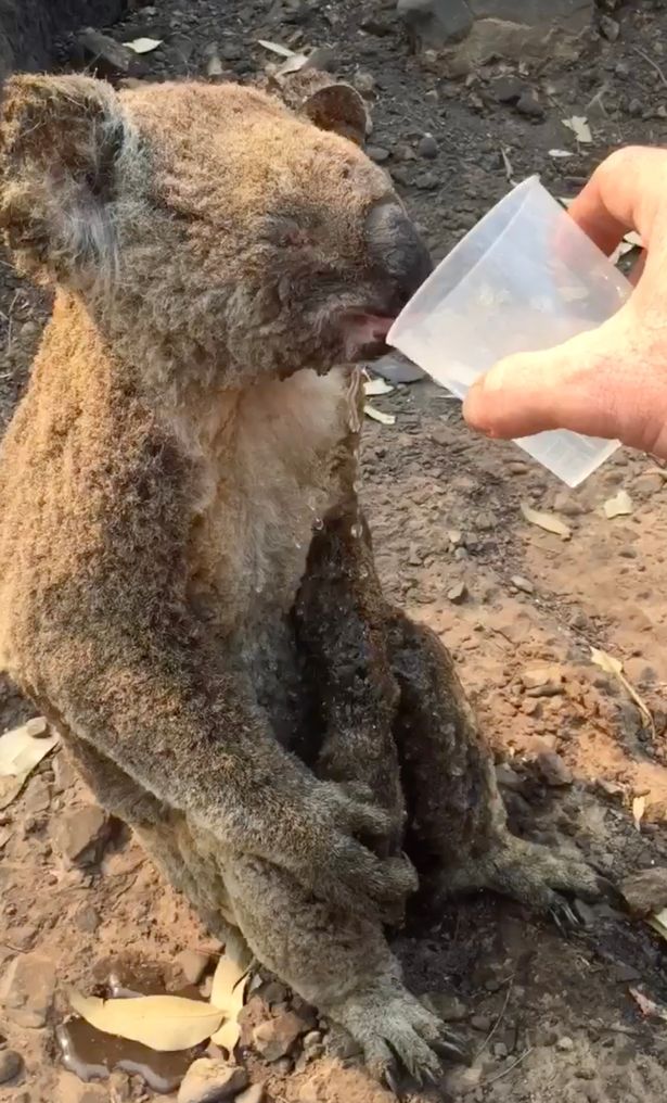 心痛！澳大利亚一只考拉被严重烧伤 男子喂水救助(视频)