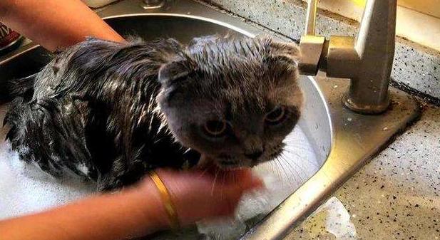 猫咪洗澡应激反应表现 671fda219197494e8da1b22dda467aba.jpeg