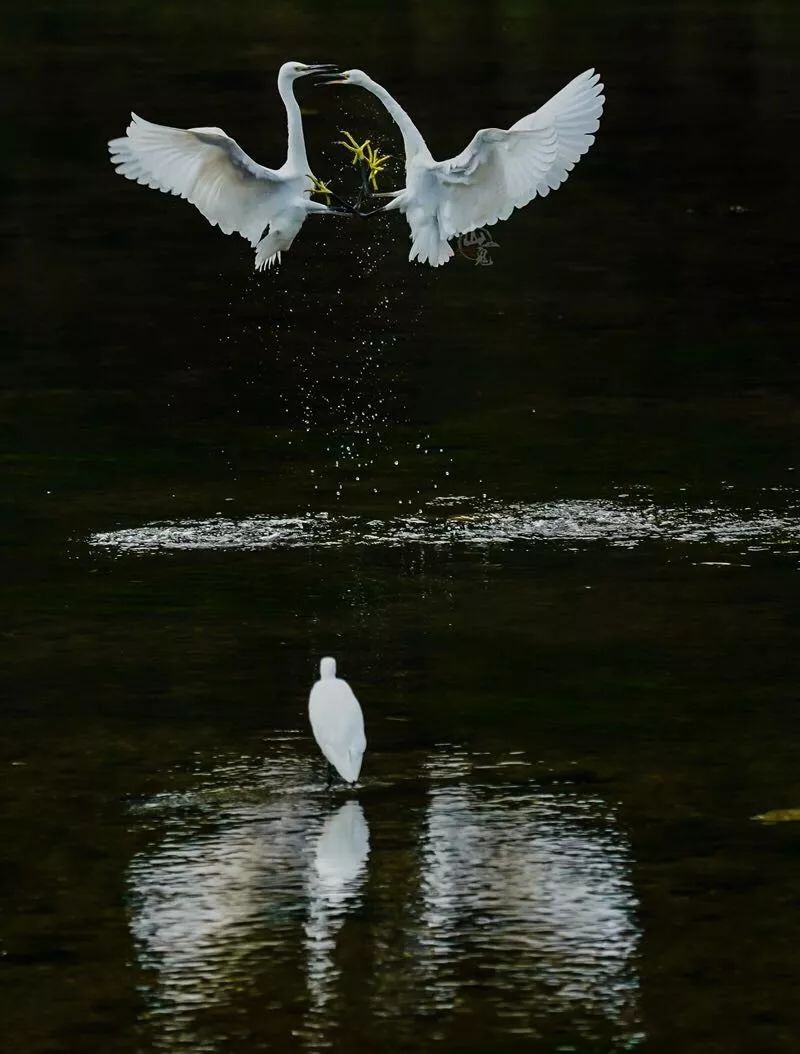 2019观鸟大年十月优秀作品集