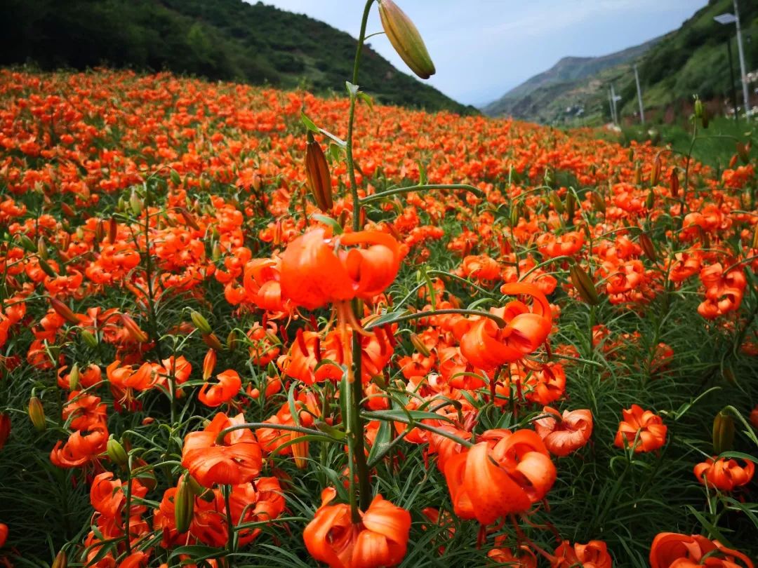 兰州百合生长在一座连着一座,一湾连着一湾的山区坡地上,核心产区为