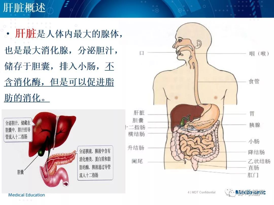 肝脏的基本解剖及生理