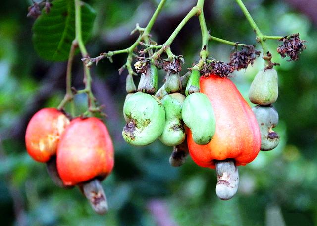 买的腰果为什么没有壳