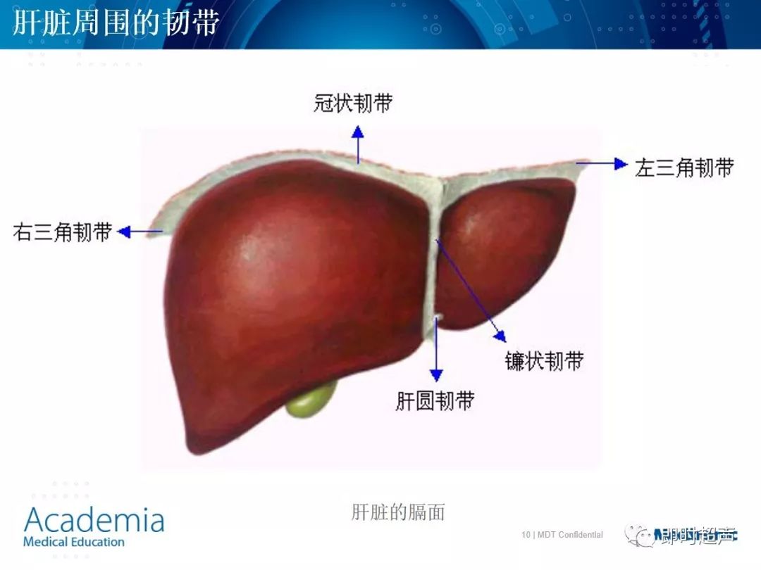 肝脏的基本解剖及生理...__中国医疗