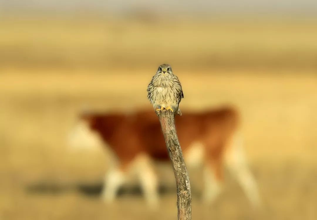 2019观鸟大年十月优秀作品集