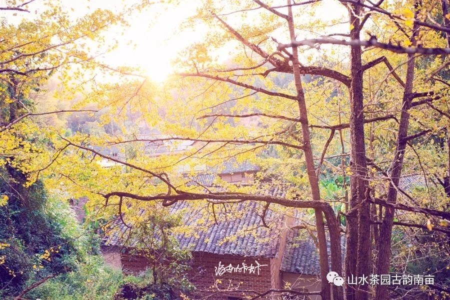 风景图片大全银杏树 9e9c1a995bba423886b55c52e6e3575d.jpeg