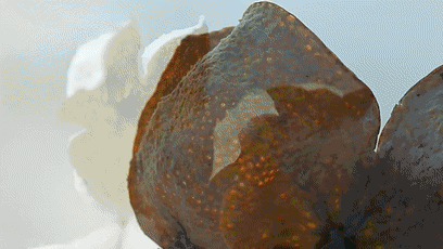 b945683eb73d4adbb747de91fed70e90.gif