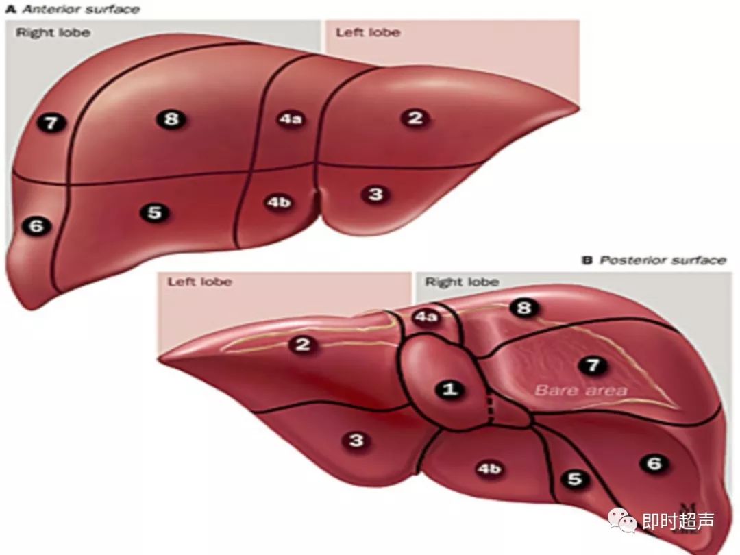 肝脏的基本解剖及生理