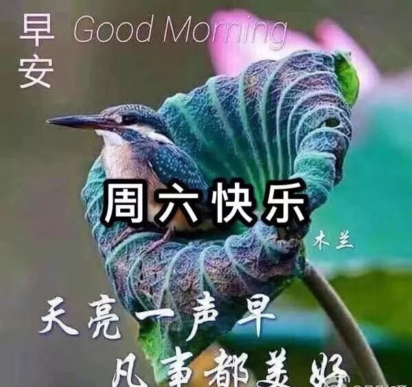 周六最新漂亮早上好动态美图鲜花带字,早晨好幸福暖心