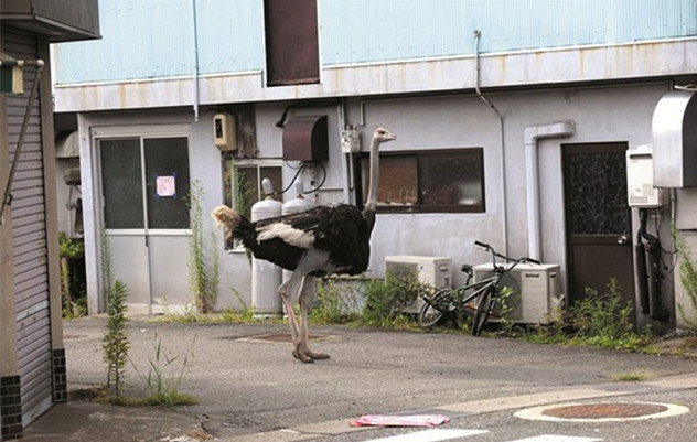 鏡頭下：日本核泄漏後，這些被遺棄的動物生活現狀 寵物 第3張