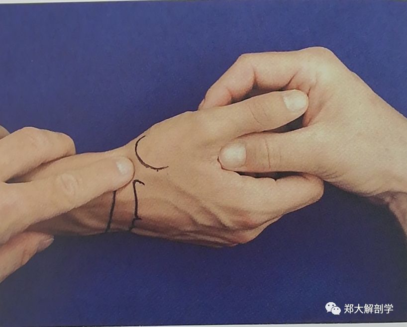 骨的边缘时,示指尖需转一下,将触诊的手旋转 180°后,示指尖指向远端
