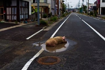 鏡頭下：日本核泄漏後，這些被遺棄的動物生活現狀 寵物 第1張