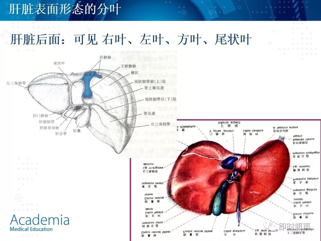 肝脏的概述 肝脏的位置及毗邻 肝脏的功能 肝脏的韧带及表面分叶 肝