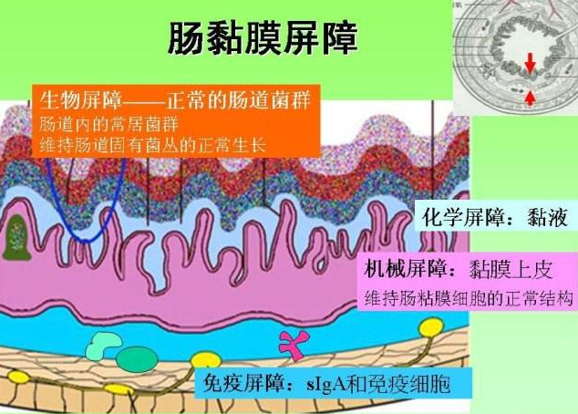 本地要闻  第二层化学屏障—— 由肠道黏膜分泌的黏液,消化液,以及