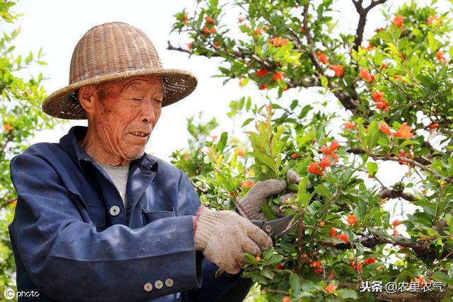 石榴树该如何修剪?原来要根据不同树龄,采取不同方法