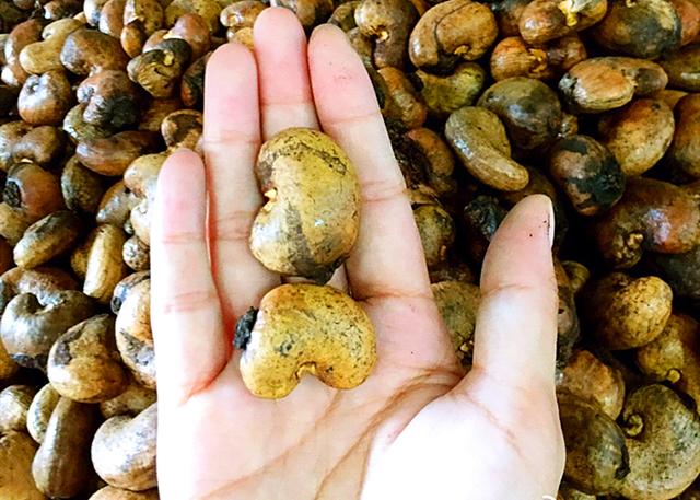 买的腰果为什么没有壳