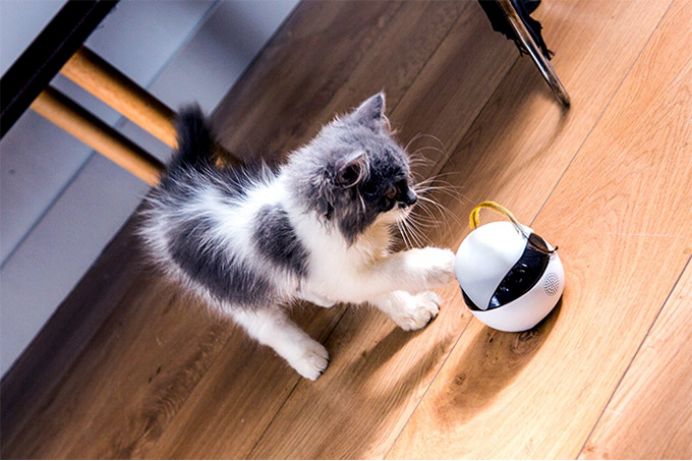 怎么自己在家给猫做冻干 f0a570fb4120444c9b267fac0cc686d8.jpeg