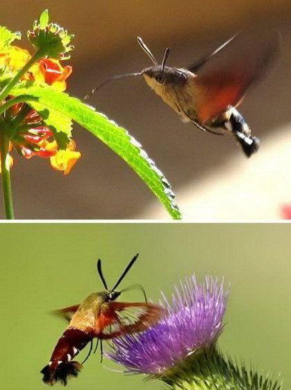 原创盘点世界十大外观揭秘奇特的昆虫