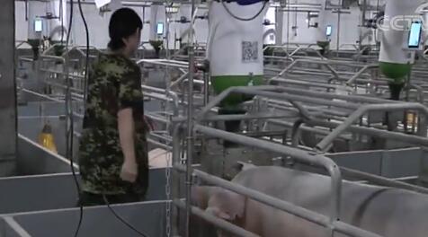 农业农村部：今年底全国生猪产能将止跌回升