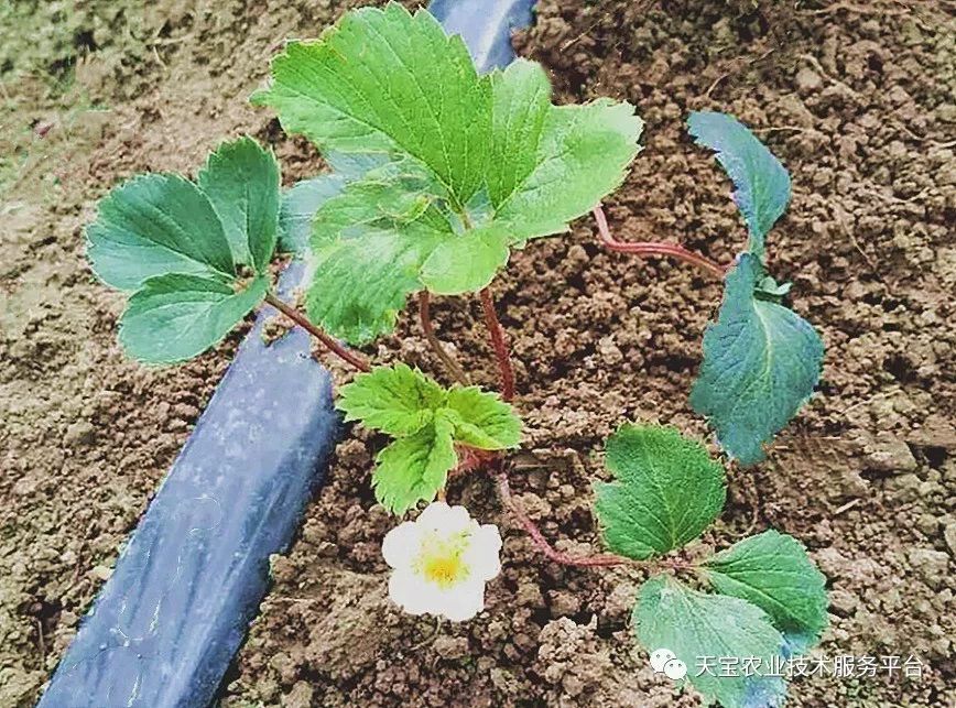 造成旺长的一个因素,因此要将行内多余的侧芽匍匐茎及老病残叶摘除