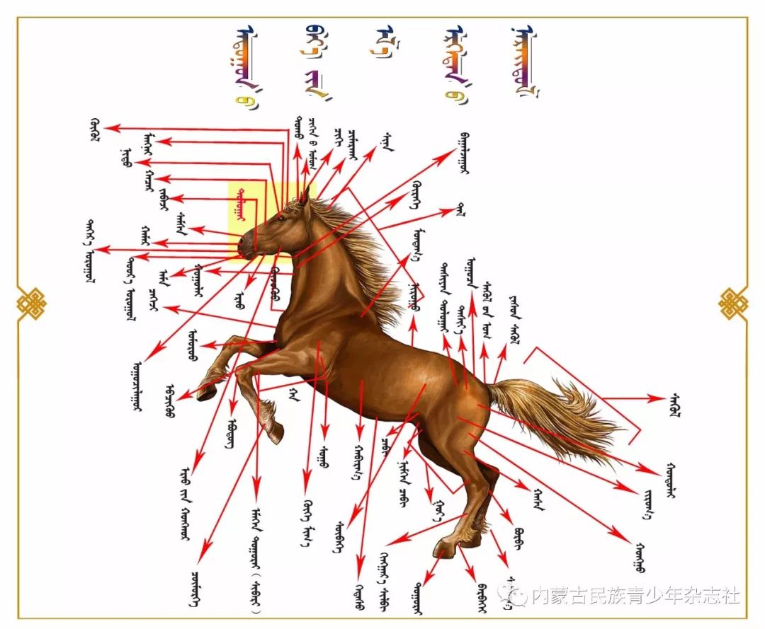 马身体结构图解(蒙古文)