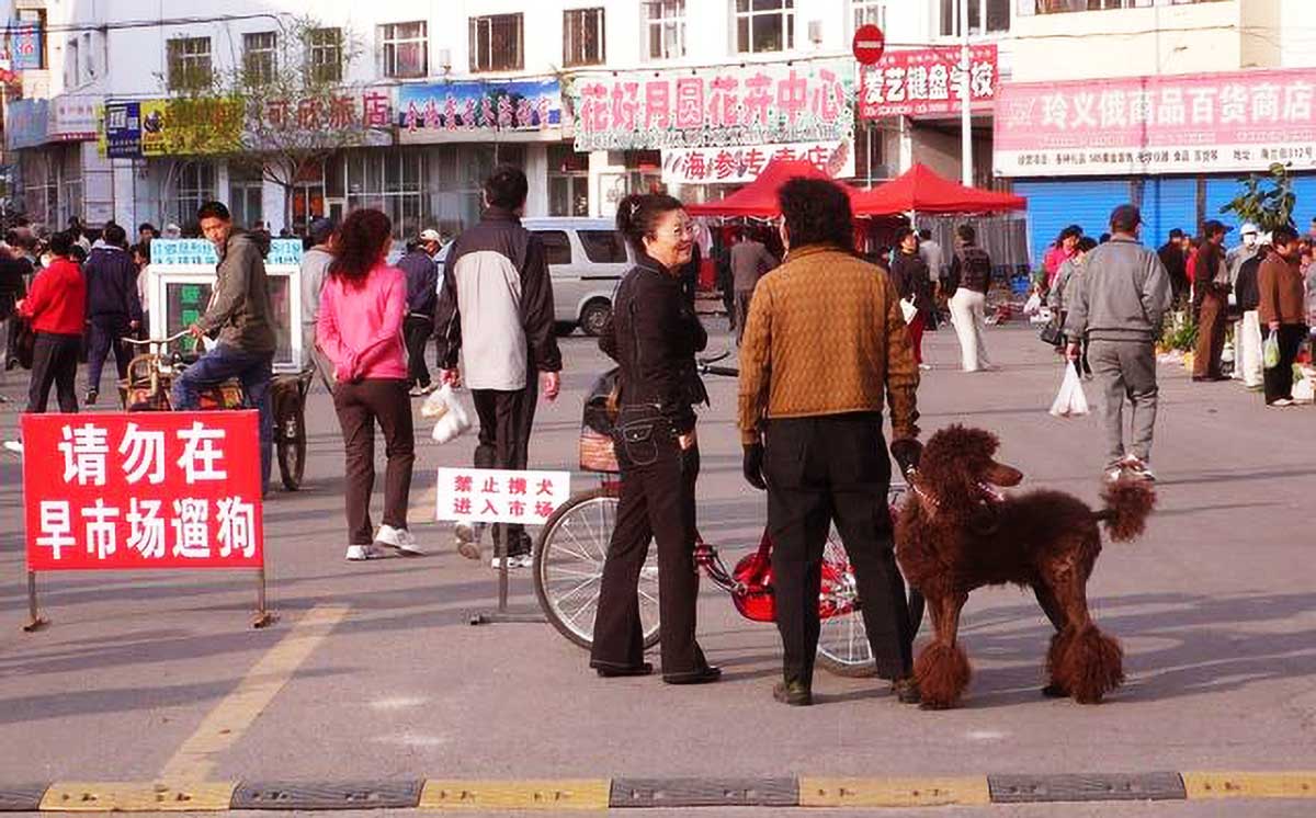 很多地方實行「禁犬令」，讓很多人非常無助：這是讓狗安樂死嗎？ 寵物 第1張