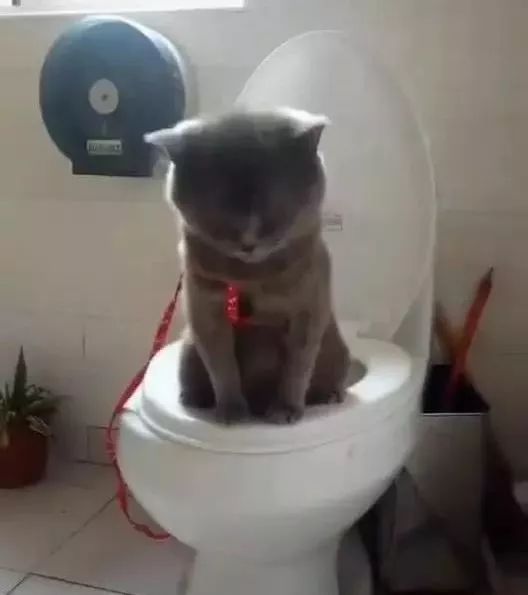 怎么教猫咪上厕所蹲马桶 60e41ff50d4f4e65bf06c24ecbda1344.jpeg