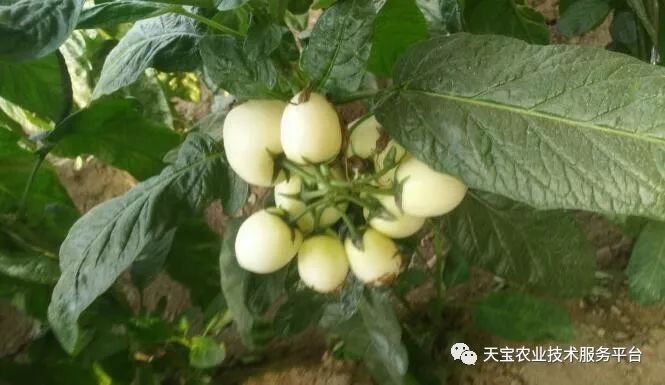 人参果卷叶,落花,畸形怎么办?