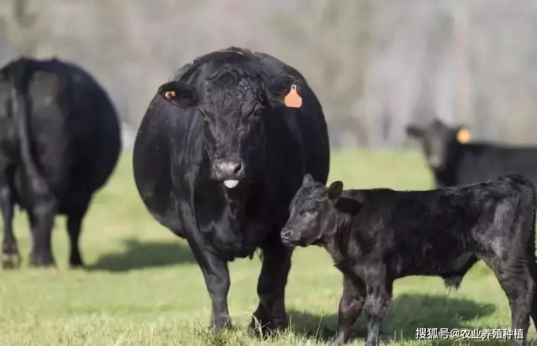 安格斯牛是高端的肉牛品种,各方面数据都比西门塔尔牛要好.