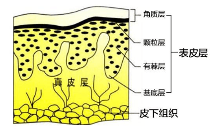 蛋白线提升的原理_蛋白线面部提升术的工作原理是什么