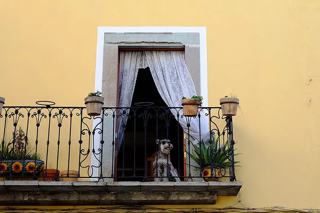 愛犬亂拉怎麼辦？4種方法教你訓練狗狗定點排便 寵物 第8張