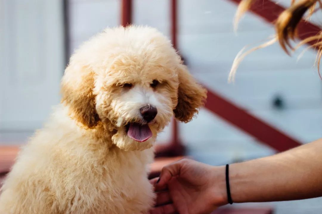 愛犬亂拉怎麼辦？4種方法教你訓練狗狗定點排便 寵物 第11張