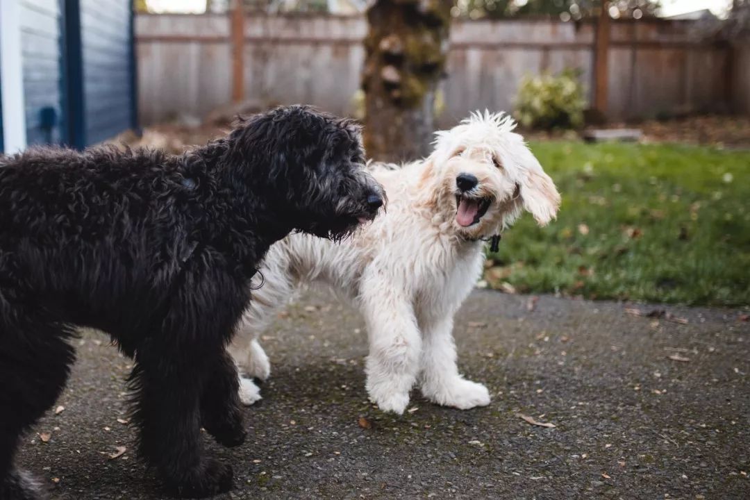 愛犬亂拉怎麼辦？4種方法教你訓練狗狗定點排便 寵物 第14張