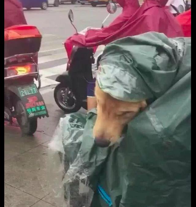 下雨了網友給金毛穿上雨衣，自己卻被淋著，主人：它洗次澡一百呢 寵物 第1張