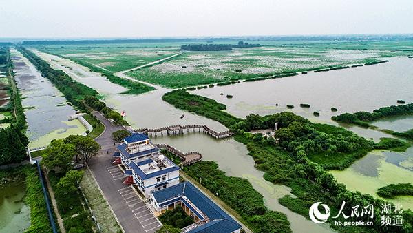 11月17日上午8时,潜江返湾湖湿地公园芦苇摇曳,碧波荡漾,2019潜江返