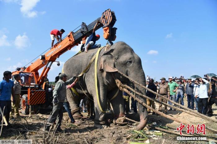 印度大象“杀手”踩死5人“被捕”6天后死亡