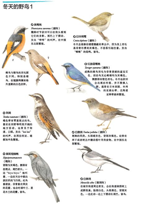 机能间的联系以及生长习性。此外，还收录了不同的野鸟，以及相关习性哦~