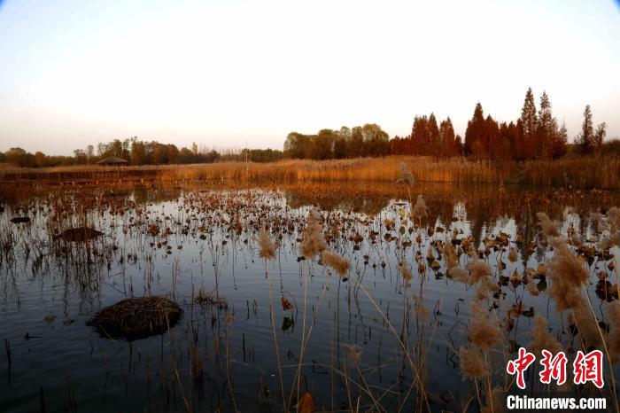 山东济西湿地初现公园雏形释放生态“红利”
