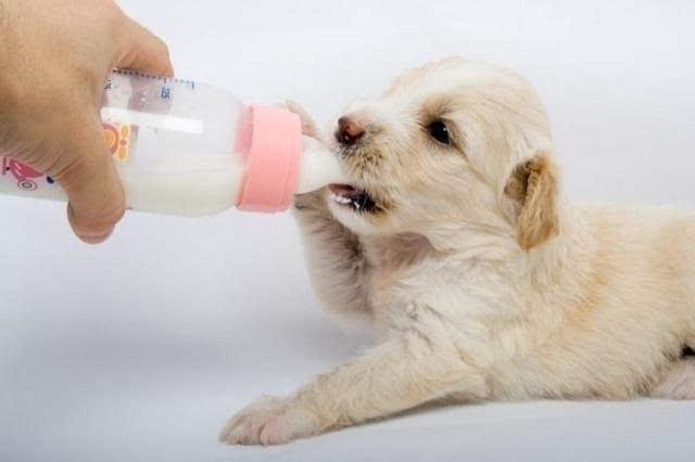 牛奶和犬奶的成分完全不同,有乳糖不适症的狗狗喝牛奶会腹泻,脱水.