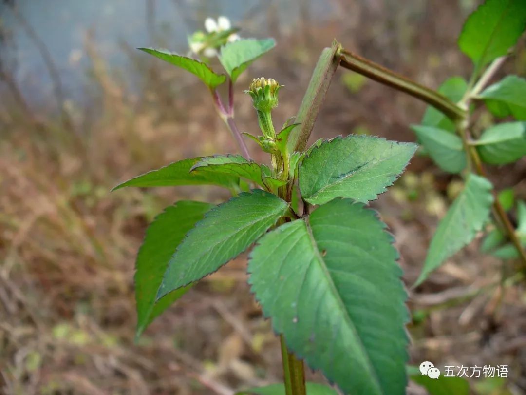 鬼针草,婆婆针,怎么才能分得清?