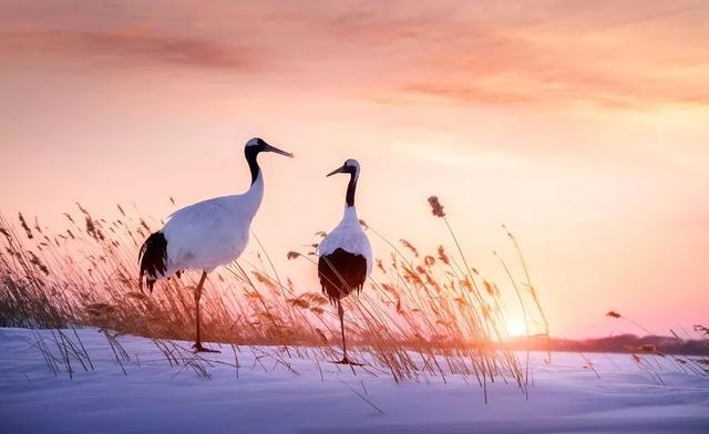 一个鹤字立在水上看图猜成语_看图猜成语(2)